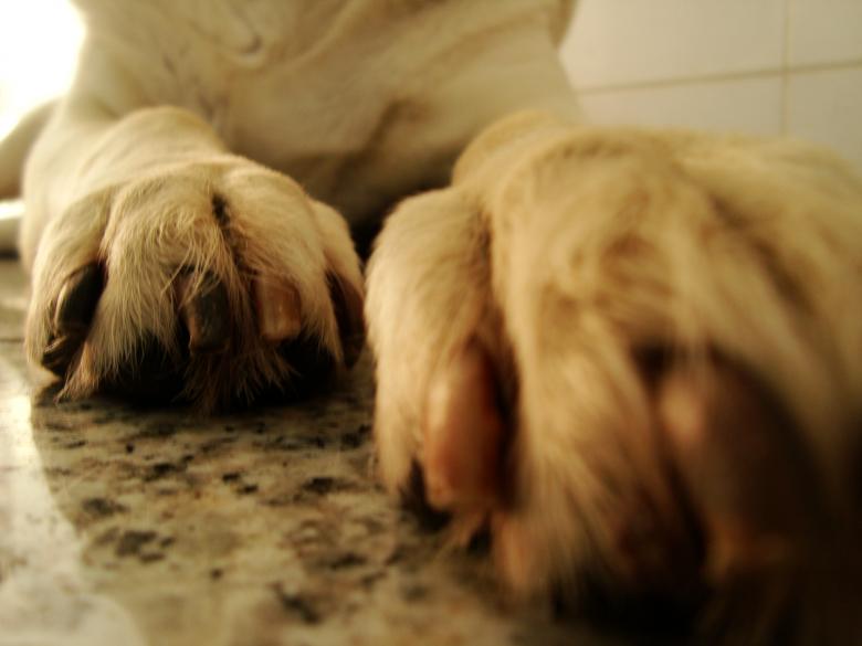 Free stock image of Paws created by Gabriela Sayour