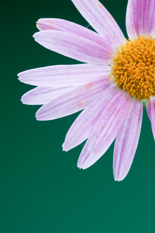 Free stock image of flower  created by 2happy