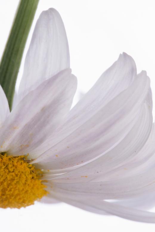 Free stock image of flower  created by 2happy