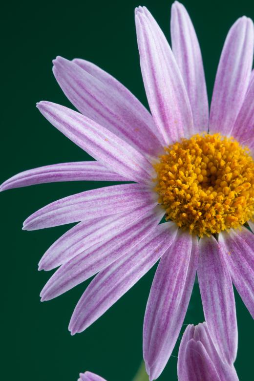 Free stock image of flower  created by 2happy