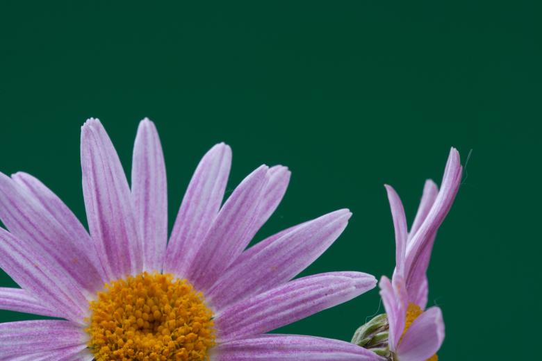 Free stock image of flower  created by 2happy