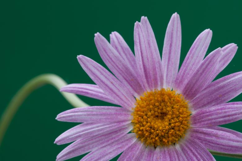 Free stock image of flower  created by 2happy
