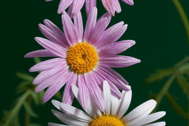 Free stock image of flower  created by 2happy