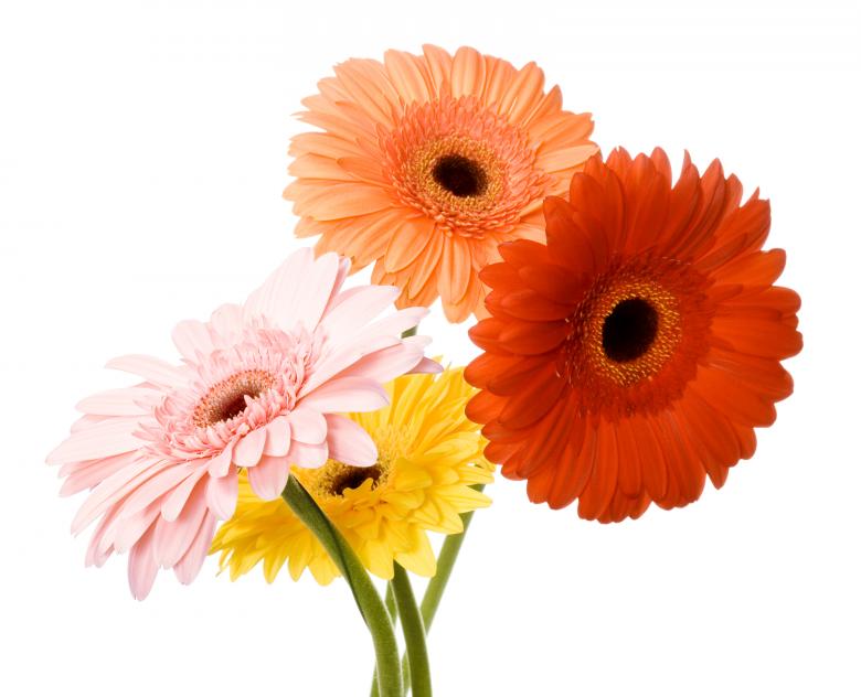 Free stock image of Flowers created by 2happy