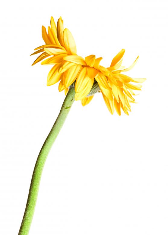 Free stock image of Flower created by 2happy