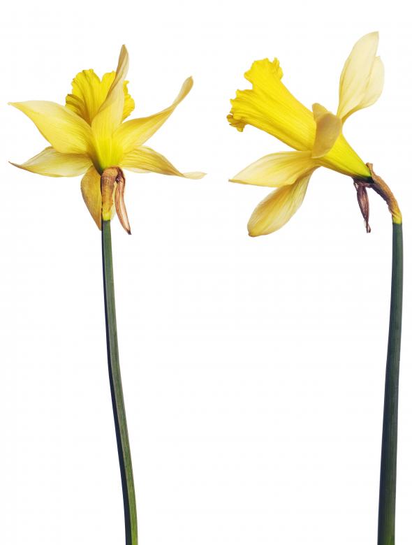 Free stock image of Yellow Flowers created by 2happy