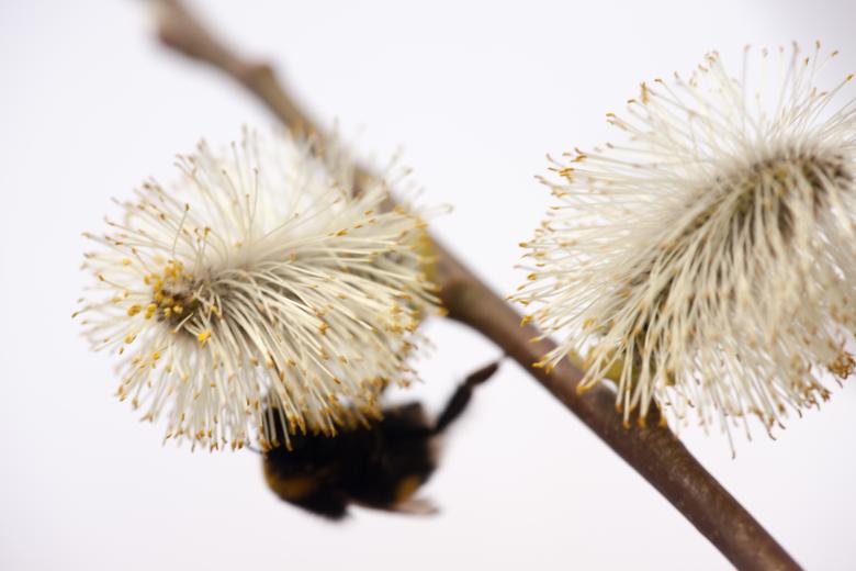 Free stock image of Dandelions created by 2happy