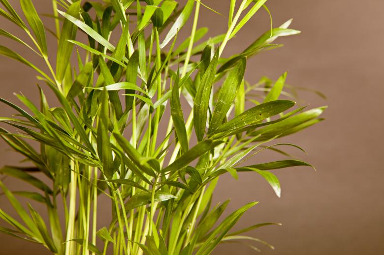 Free stock image of Green plant created by 2happy