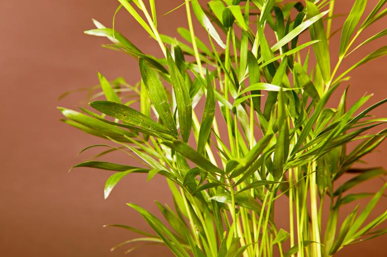 Free stock image of Green plant created by 2happy