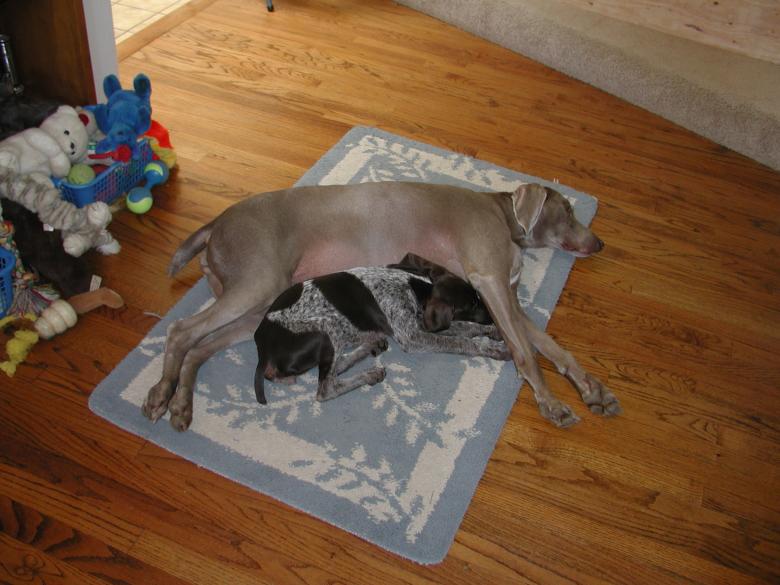 Free stock image of Paris sleeping with Madison created by Sue Osborn