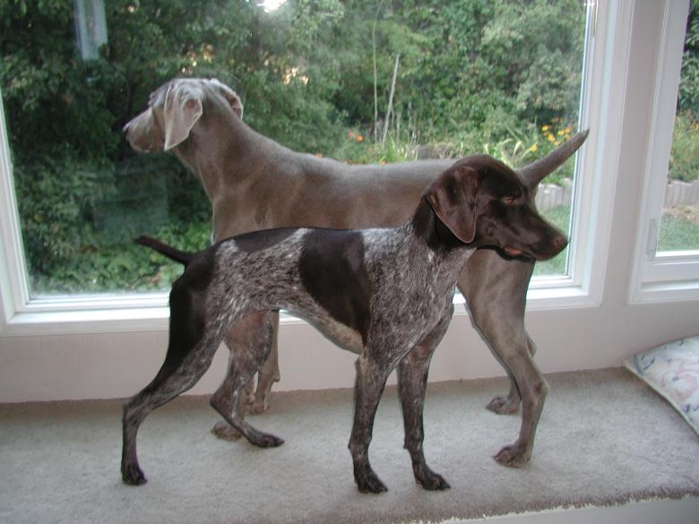 Free stock image of Paris and Madison created by Sue Osborn