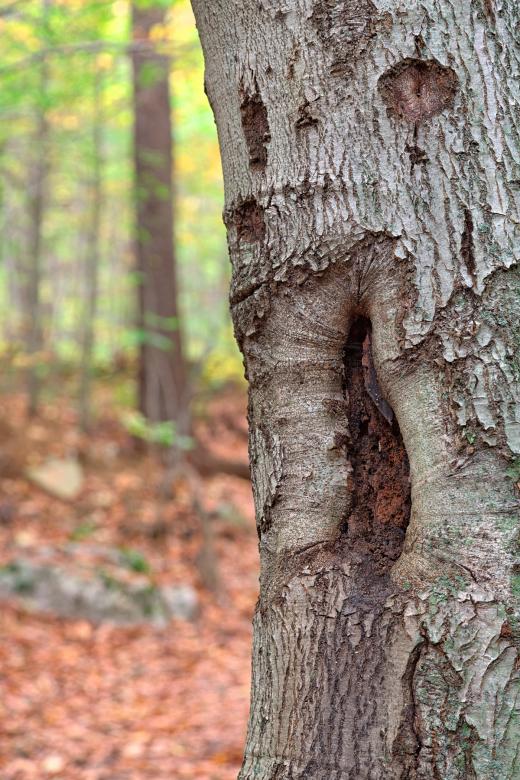 Free stock image of Forest Scream - HDR created by Nicolas Raymond