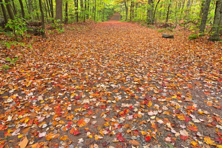 Free stock image of Ricketts Glen Fall Trail - HDR created by Nicolas Raymond
