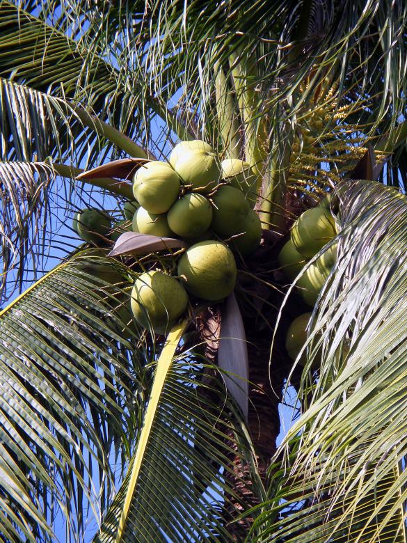 Free stock image of Coconuts in tree created by Chas Mac