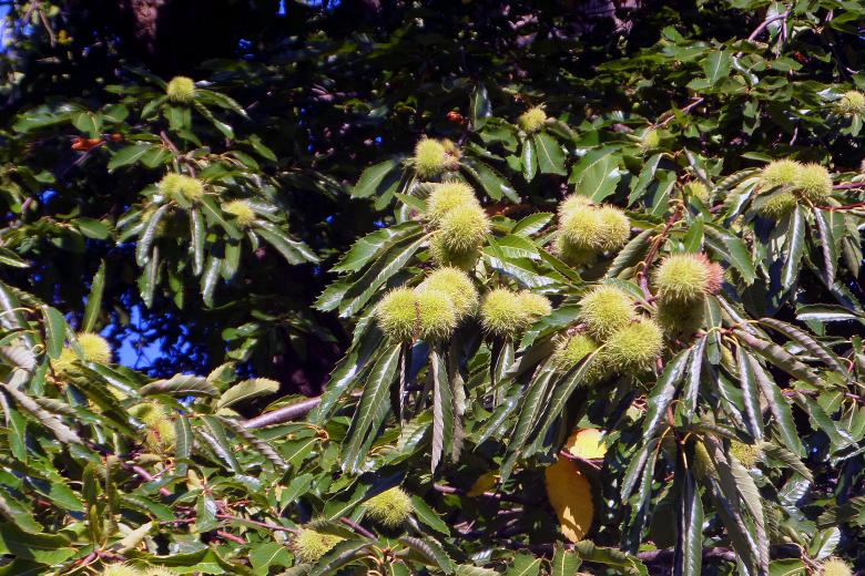 Free stock image of Sweet Chestnuts on tree created by Chas Mac