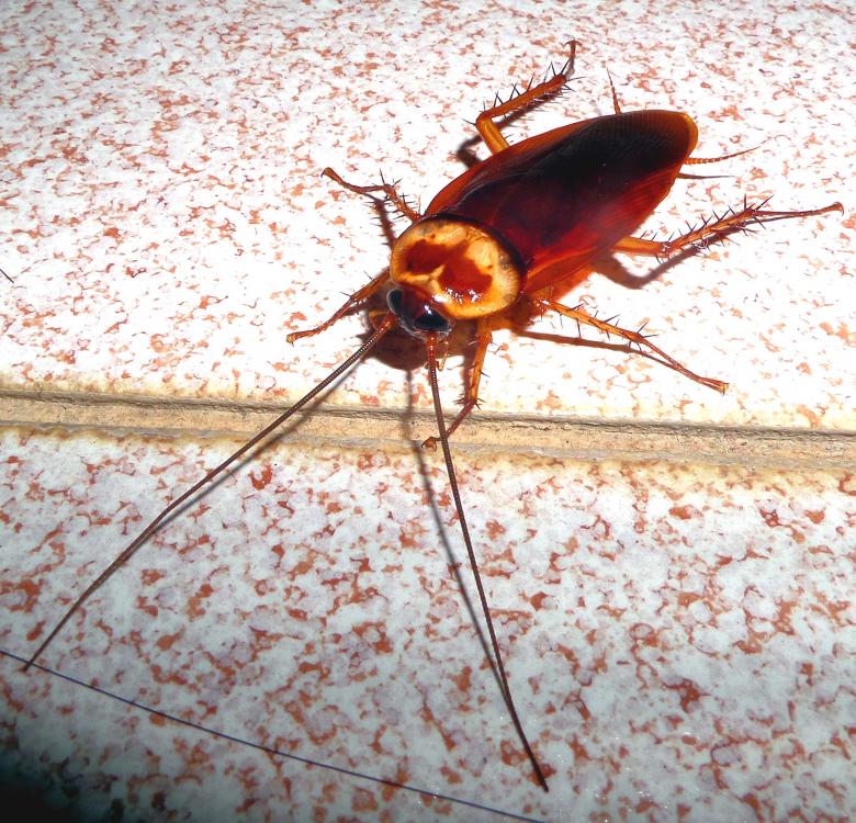Free stock image of Thai cockroach created by Chas Mac