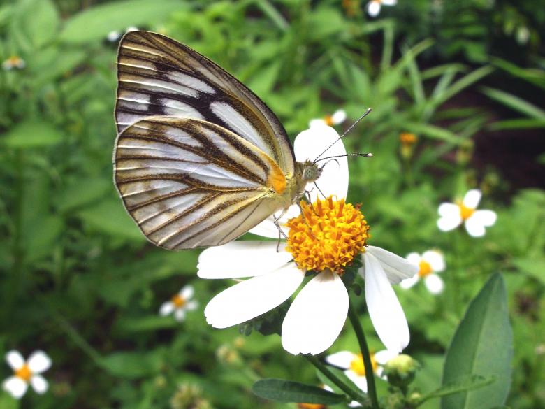 Free stock image of Painted jezebel butterfly created by Chas Mac