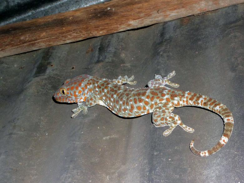 Free stock image of Tu-ke lizard created by Chas Mac