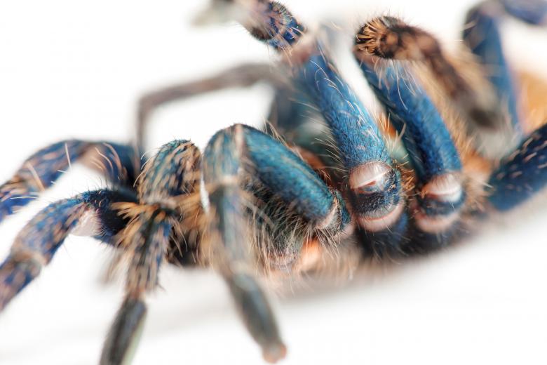 Free stock image of Spider created by 2happy