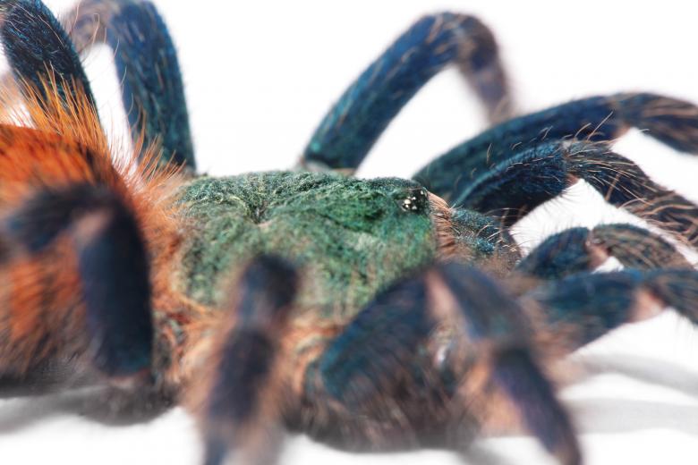 Free stock image of Spider created by 2happy