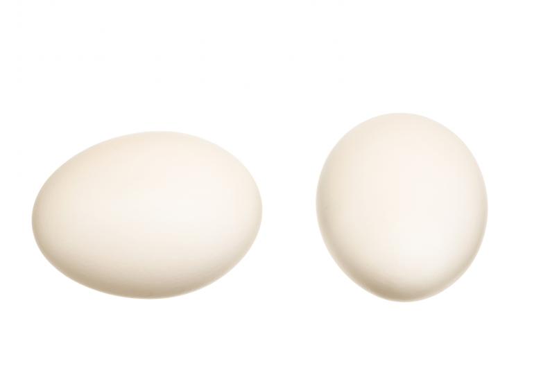 Free stock image of White eggs created by 2happy
