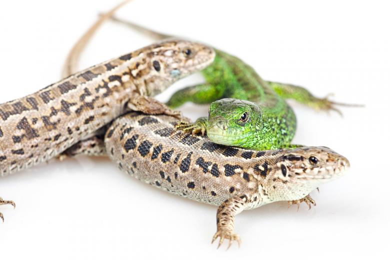 Free stock image of Lizards created by 2happy