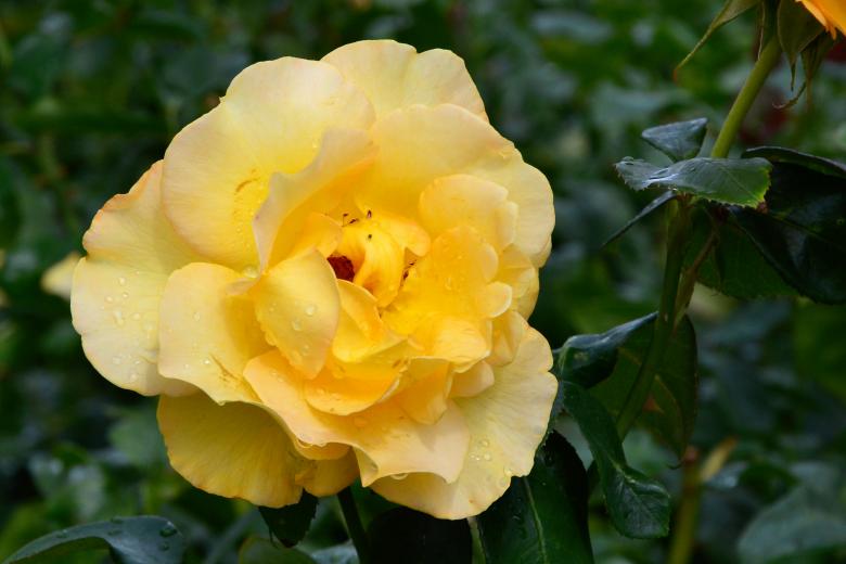 Free stock image of Rose 'Keep Smiling' created by Tomas Adomaitis