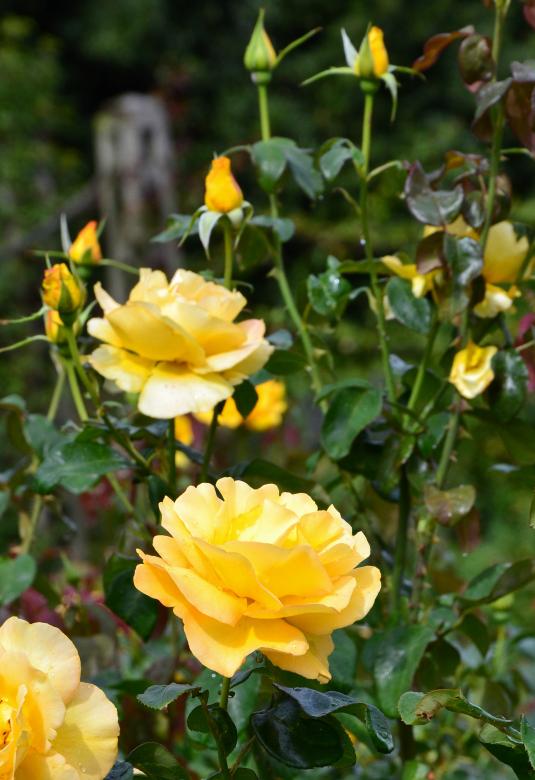 Free stock image of Roses 'Keep Smiling' created by Tomas Adomaitis