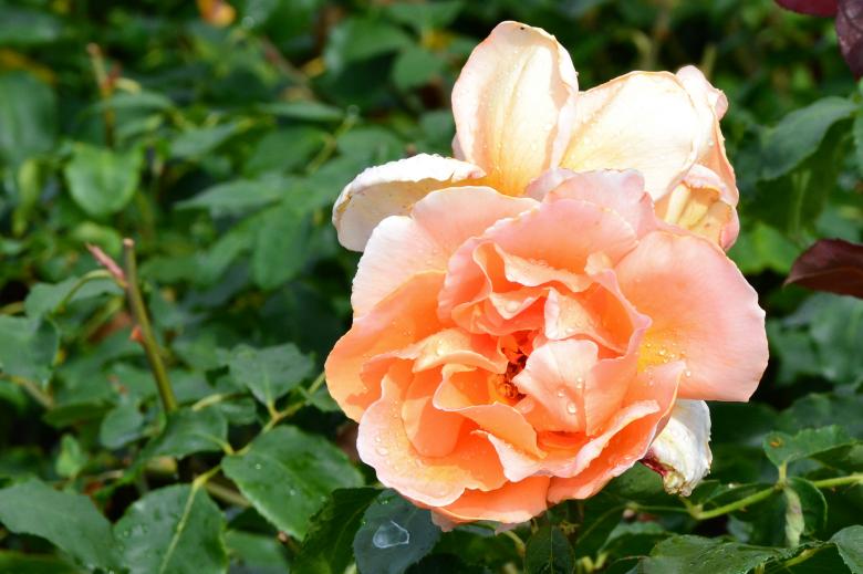 Free stock image of Hybrid tea rose 'Just Joey' created by Tomas Adomaitis