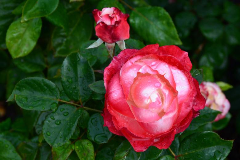 Free stock image of Hybrid tea rose 'Nostalgia' created by Tomas Adomaitis