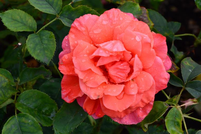 Free stock image of Hybrid tea rose 'Song and Dance' created by Tomas Adomaitis