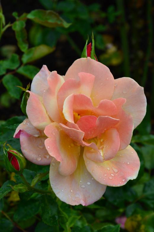 Free stock image of Tea rose 'Belle Epoch' created by Tomas Adomaitis