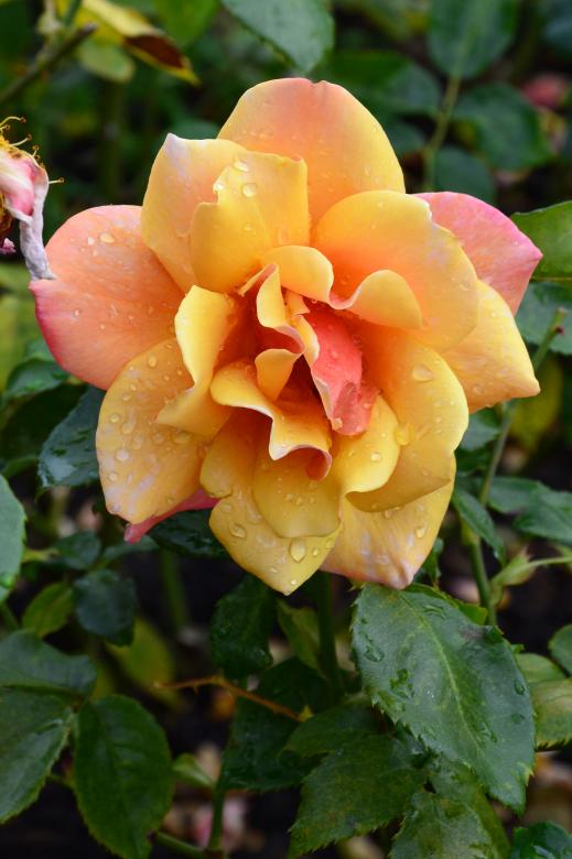 Free stock image of Hybrid tea rose 'Belle Epoch' created by Tomas Adomaitis