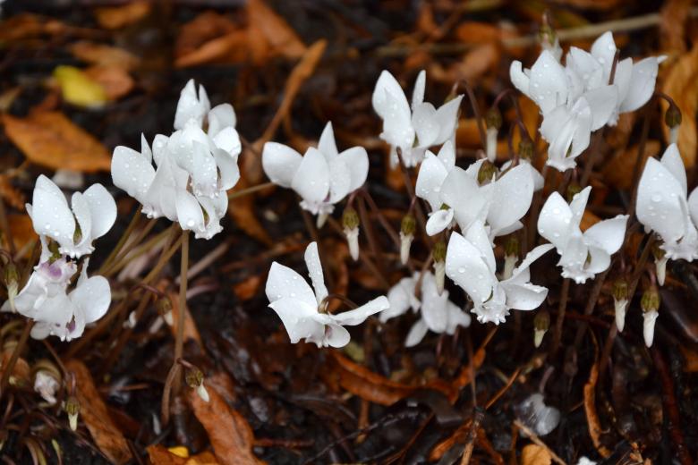 Free stock image of Flowering cyclamen created by Tomas Adomaitis