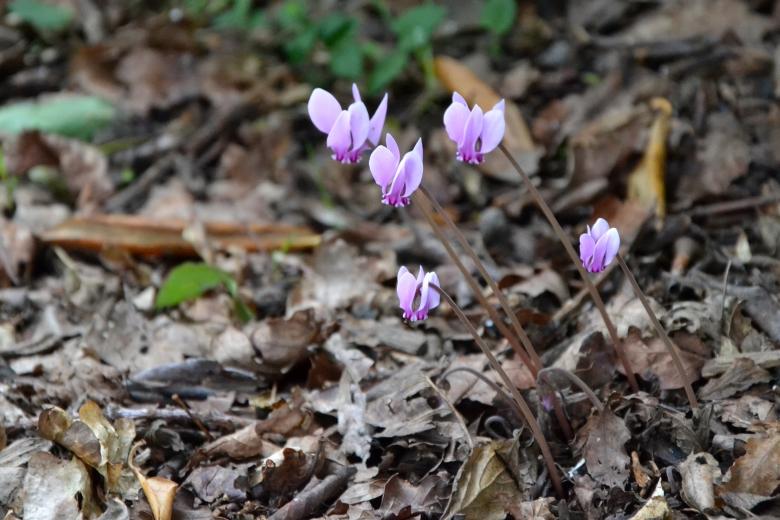 Free stock image of Pink cyclamen created by Tomas Adomaitis