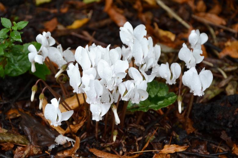 Free stock image of White cyclamen created by Tomas Adomaitis