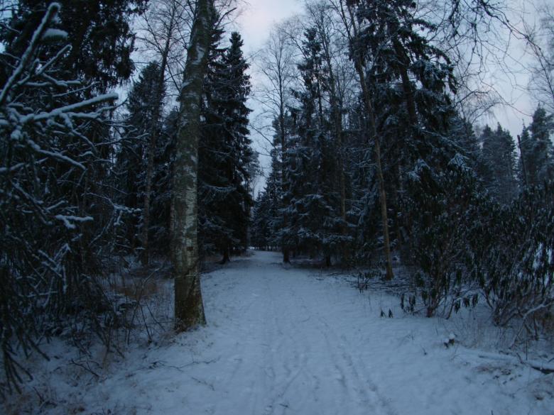 Free stock image of Snowy day created by Marko Mäkinen