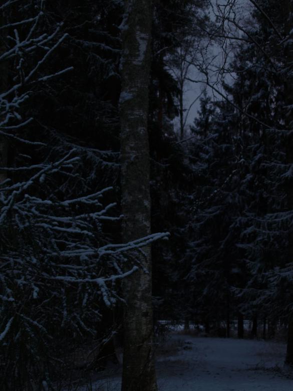 Free stock image of Snowy day created by Marko Mäkinen