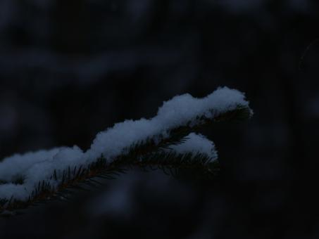 Free Stock Photo of Snowy day