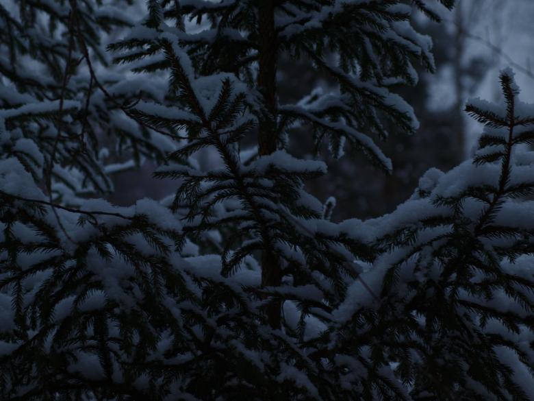 Free stock image of Snowy day created by Marko Mäkinen