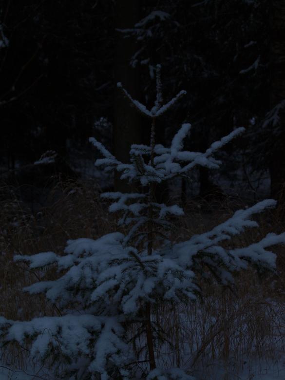Free stock image of Snowy day created by Marko Mäkinen