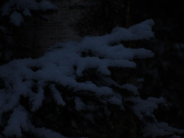 Free stock image of Winter plant created by Marko Mäkinen
