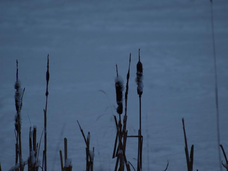Free stock image of Winter plant created by Marko Mäkinen
