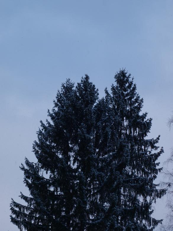 Free stock image of First snow created by Marko Mäkinen