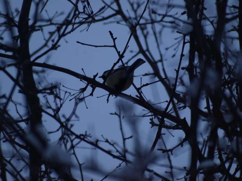 Free stock image of Winter bird created by Marko Mäkinen