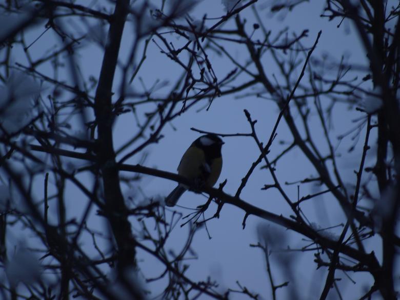 Free stock image of Winter bird created by Marko Mäkinen