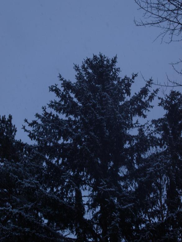 Free stock image of First snow created by Marko Mäkinen
