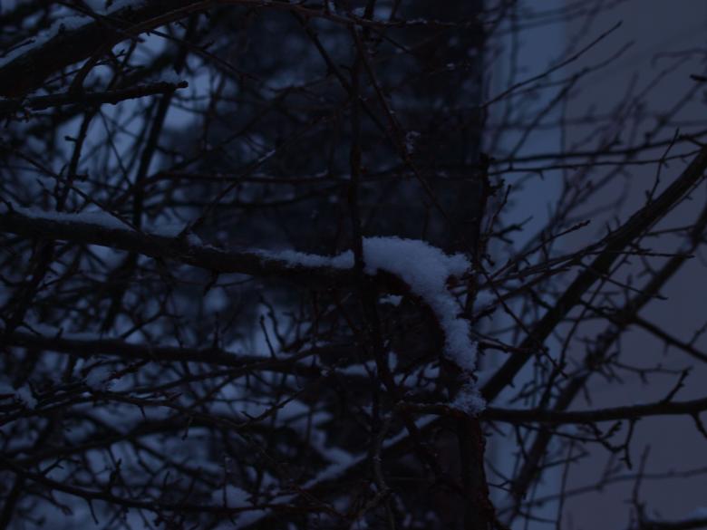 Free stock image of Snow tree created by Marko Mäkinen