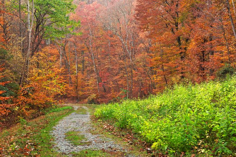 Free stock image of Vibrant Autumn Trail - HDR created by Nicolas Raymond