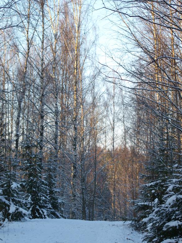 Free stock image of Frozen forest created by Marko Mäkinen